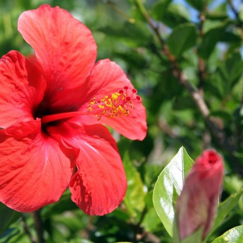 Why the hibiscus is a popular choice with gardeners in Bengaluru - The Hindu