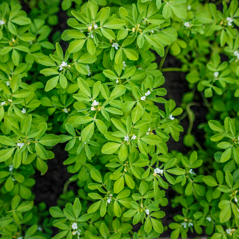 Rich Green Leafy Vegetables