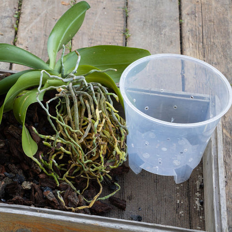 Repotting Orchids