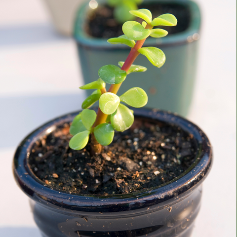 Jade Plant