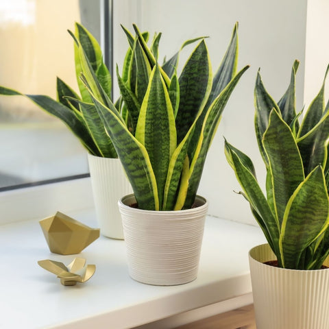 Snake Plant