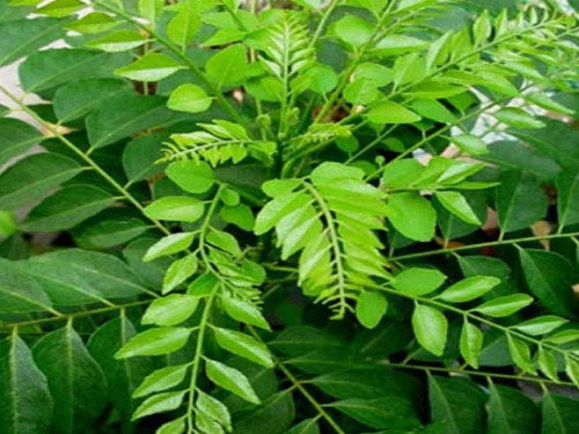 Curry leaf (Murraya koenigii) – UrbanMali
