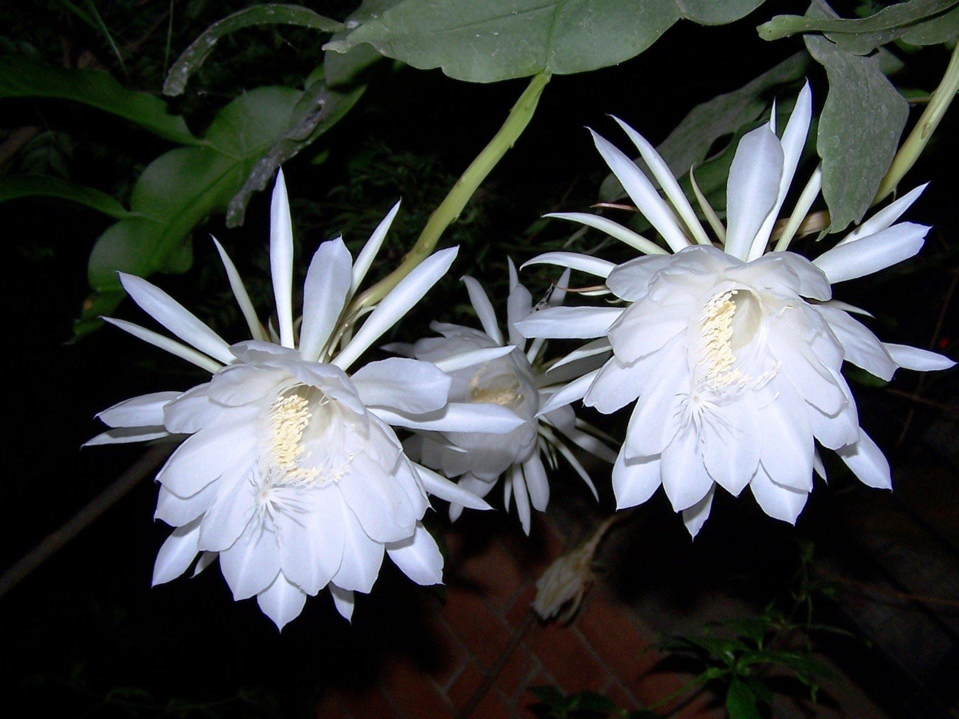 Брахма Камал цветок