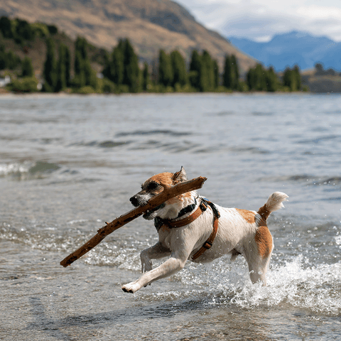 Jack Russell Race 2023 Winner, Archie