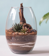 Upcycling candle glass succulent plant