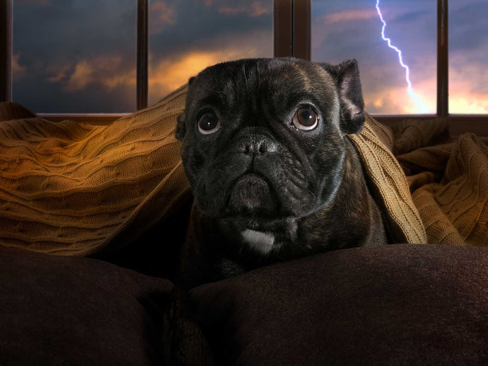 what can i do to calm my dog during thunderstorms