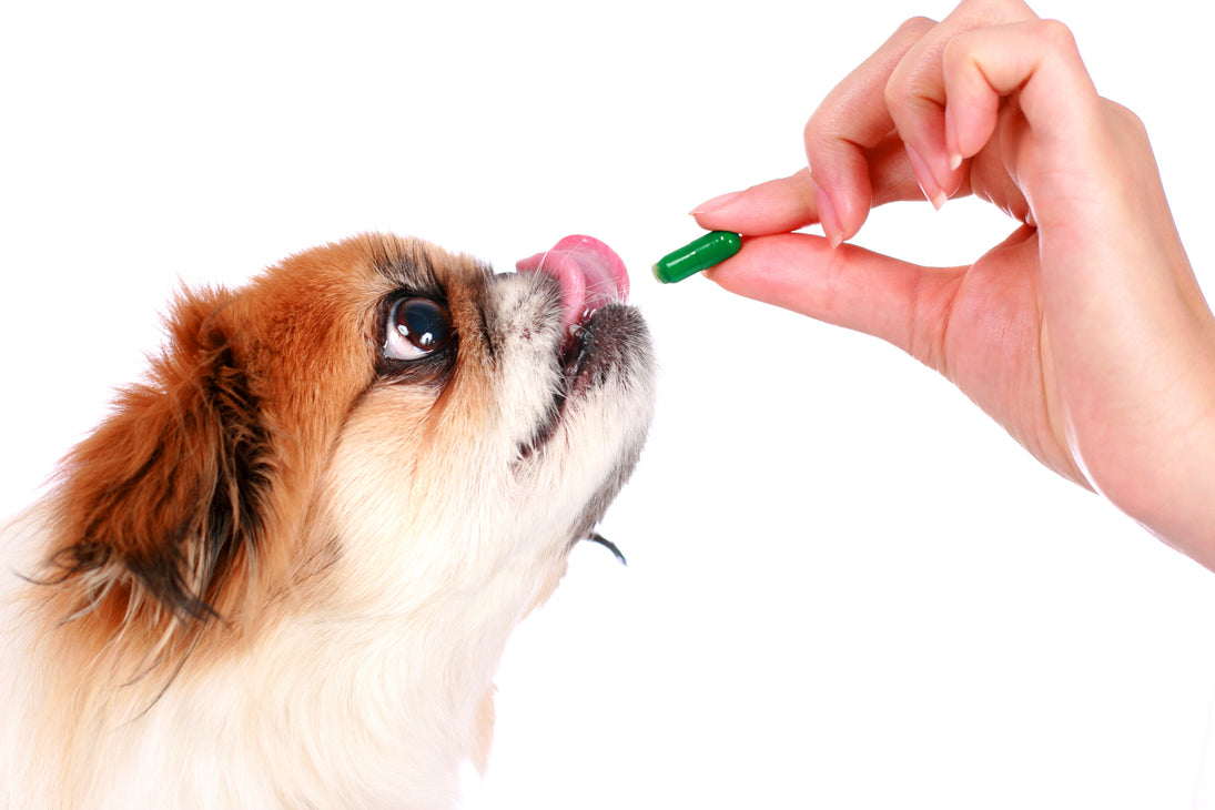 what happens if a dog eats a multivitamin