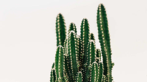 Pflegeleichte Zimmerpflanzen für Anfänger Kaktus