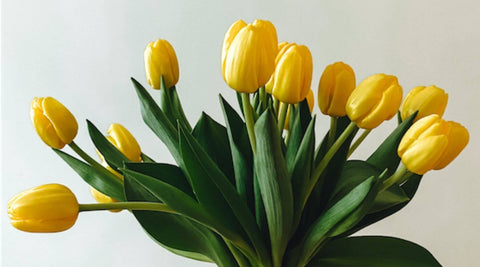 Gelbe Tulpen Frühlingsblumen Schnittblumen im Frühling