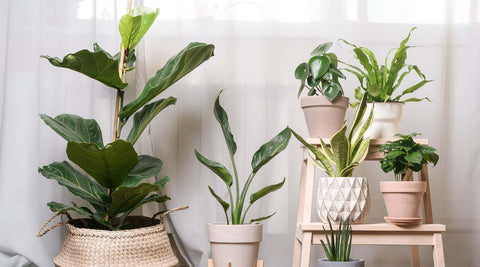 Zimmerpflanzen sind gut für die Gesundheit Pflanzen luftreinigend