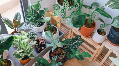 Zimmerpflanzen sind gut für die Gesundheit Pflanzen luftreinigend 
