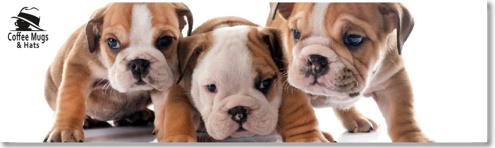10 Unique Bulldog Gift Ideas for Bulldog Owners