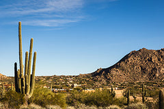 Coffee Shops in Phoenix, AZ