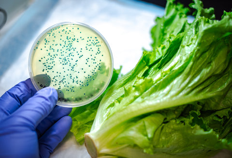 Escherichia coli (E. coli) bacteria in vegetables