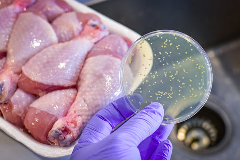 Escherichia coli (E. coli) bacteria in raw chicken