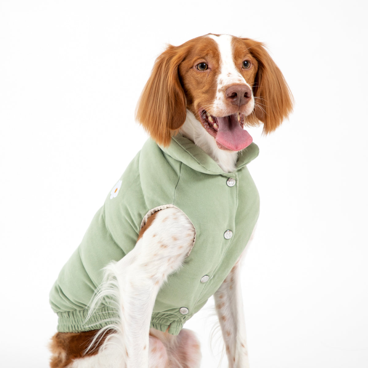 Korean Design Daisy Puffer Jacket in Green – Dog Walk style