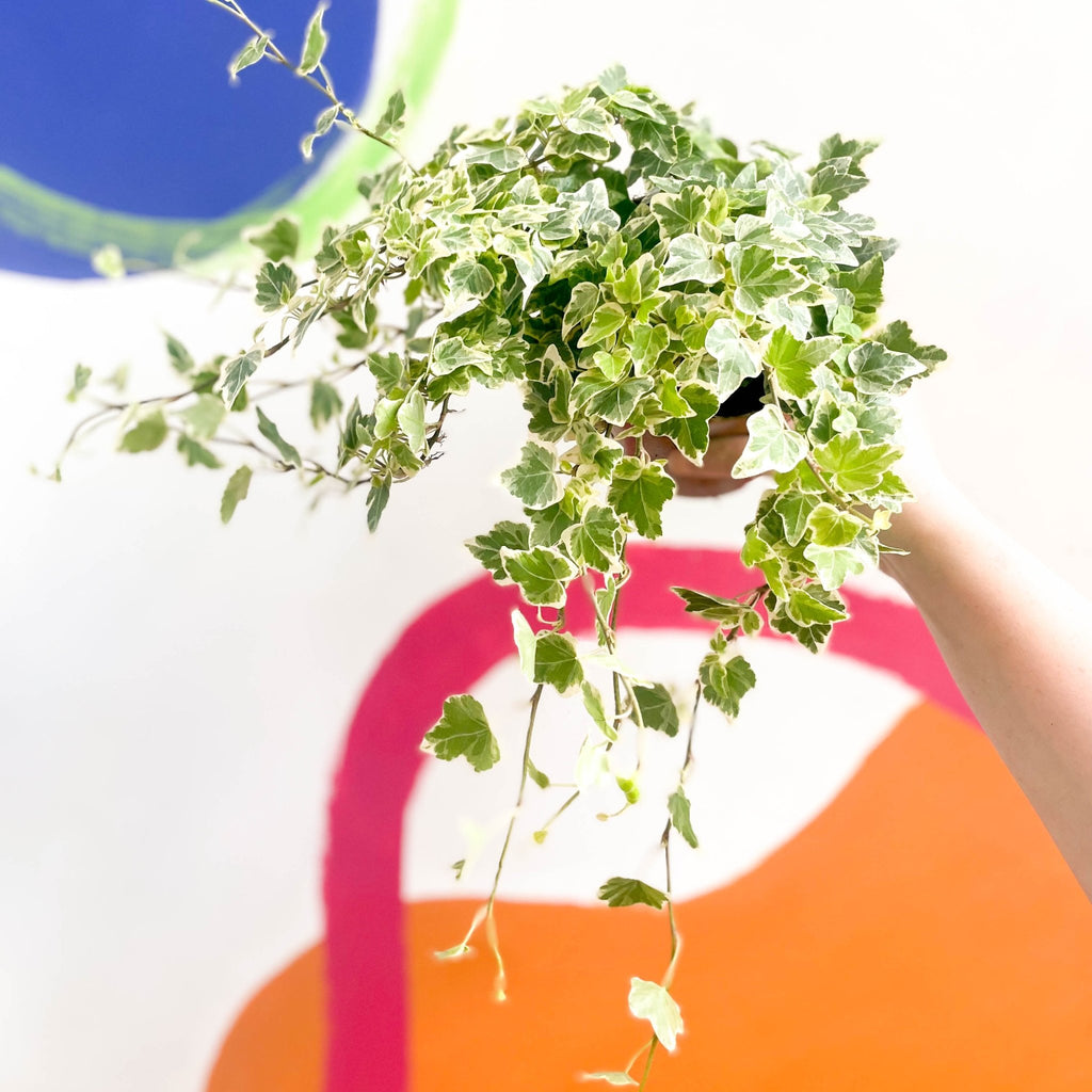 Hedera helix Pittsburgh - English Ivy - Hanging Plants