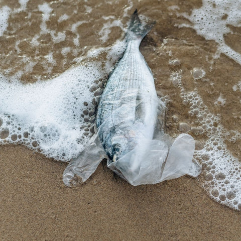 Dead fish wrapped in the plastic glow on the beach. 
