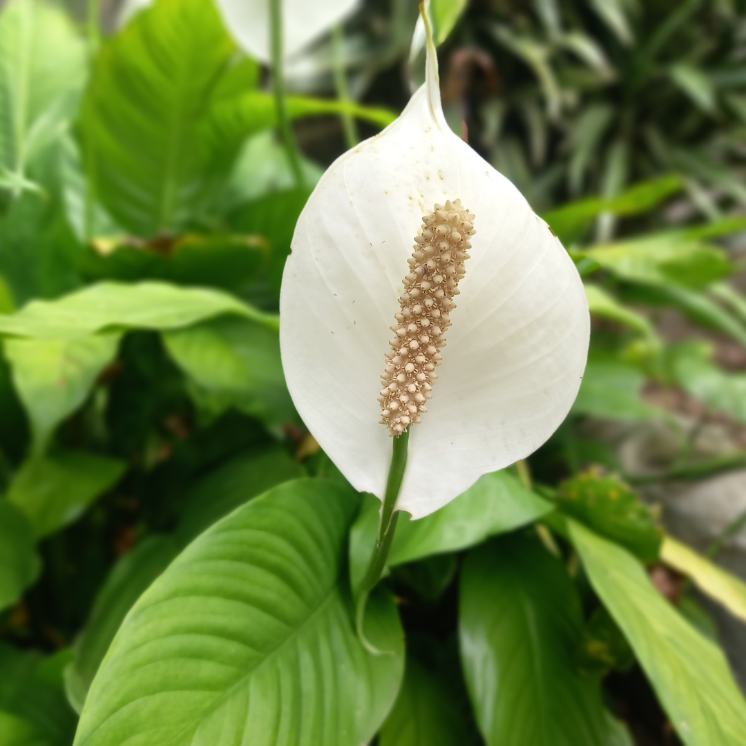 feng shui and more which plant is best for feng shui peace lily