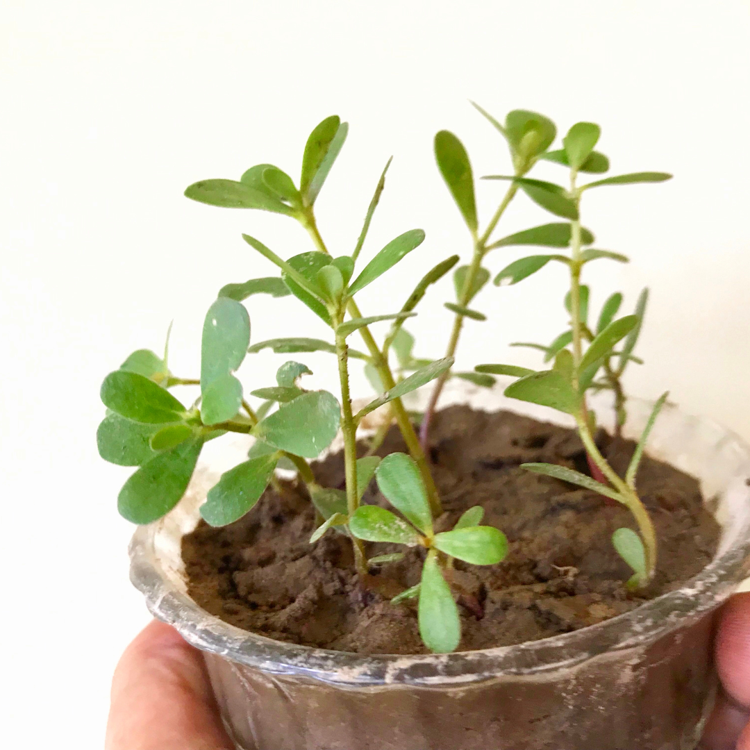 feng shui and more which plant is best for feng shui Money Plant (Bacopa monnieri)