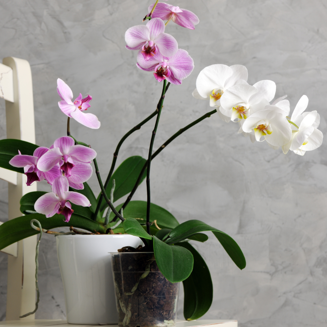 feng shui and more which plant is right for feng shui orchid orchids 