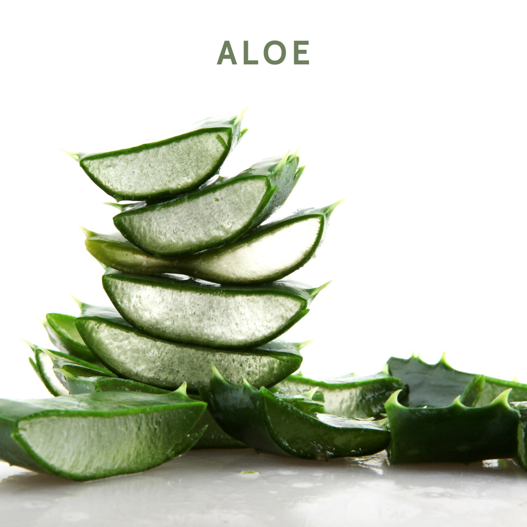 Aloe vera is safe and has benefits for dogs