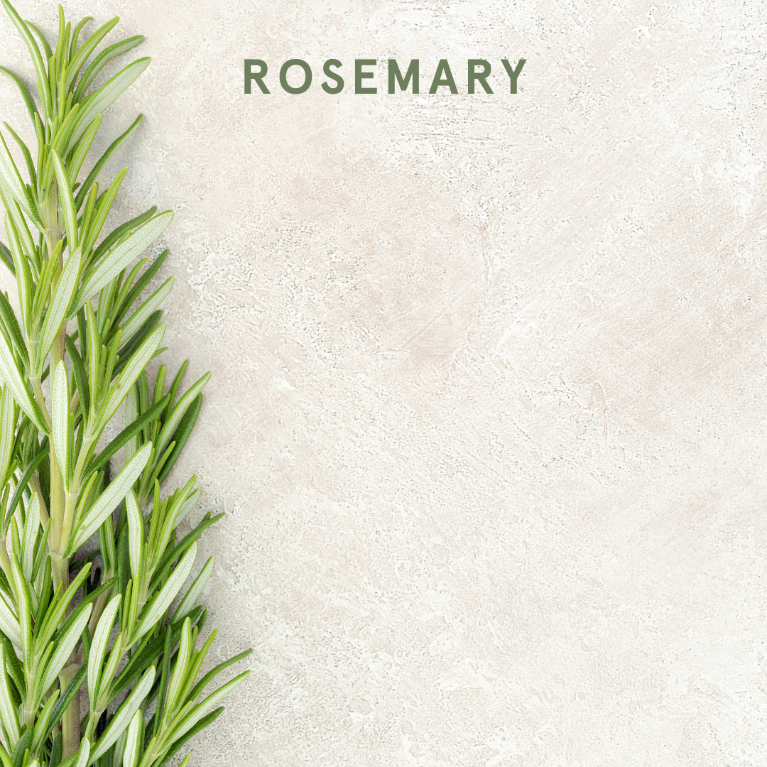 Rosemary essential oils are safe for dogs