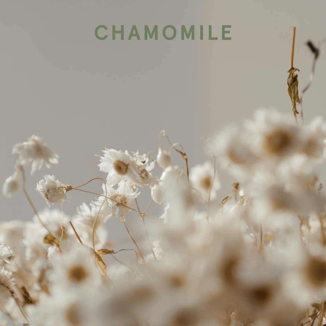 Chamomile essential oils are safe for dogs