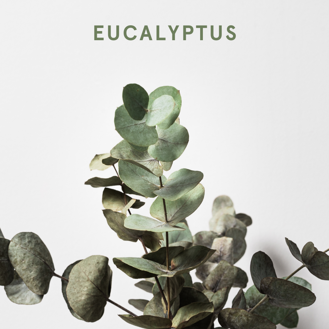 Eucalyptus essential oils are toxic for dogs