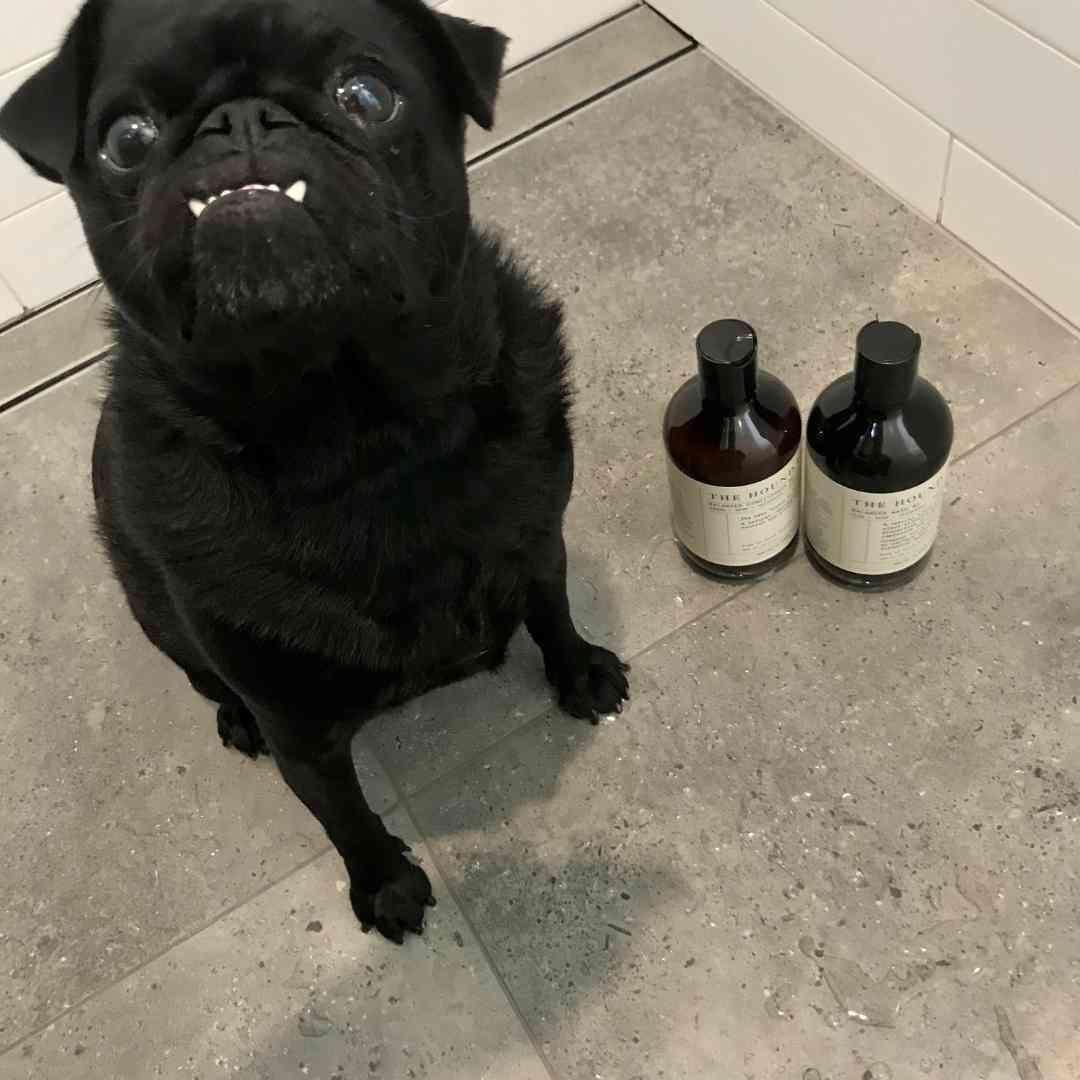 Patsy the pug using our products