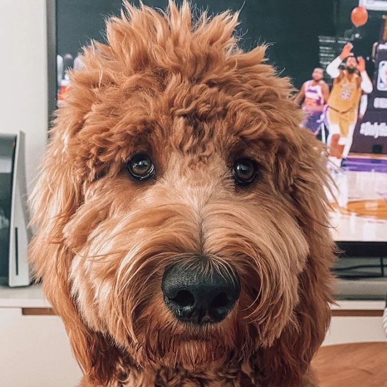 Goldendoodle Skin Care Combos for Healthy Noses, Paws & Elbows