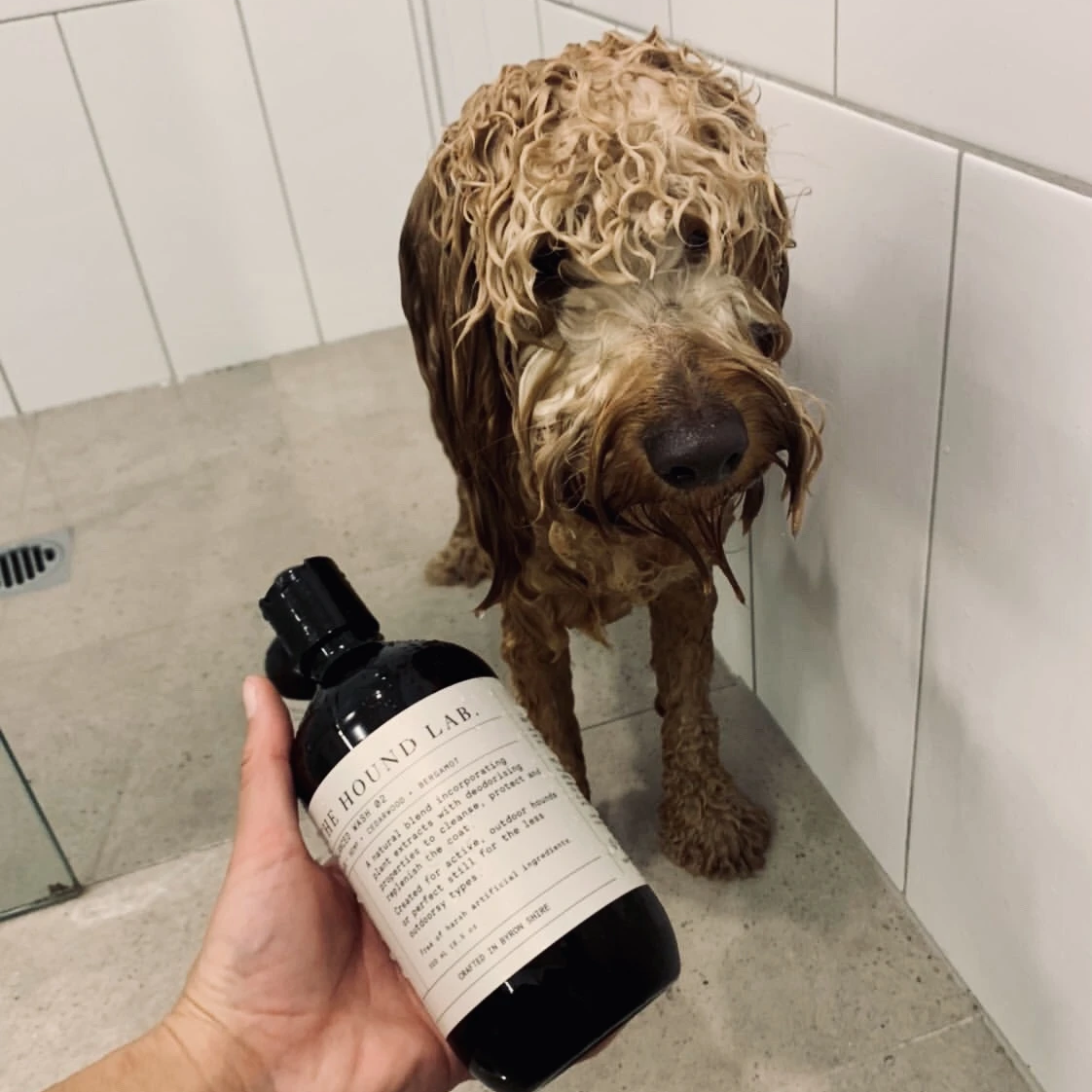 Jax the spoodle using our products