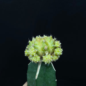 DODIE: Gymnocalycium mihanovichii variegata Sépia B en porte greffe