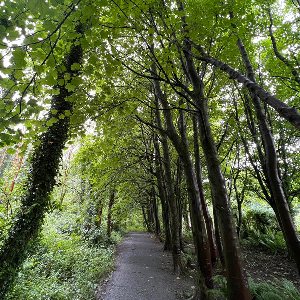 Cairn Wood Trail