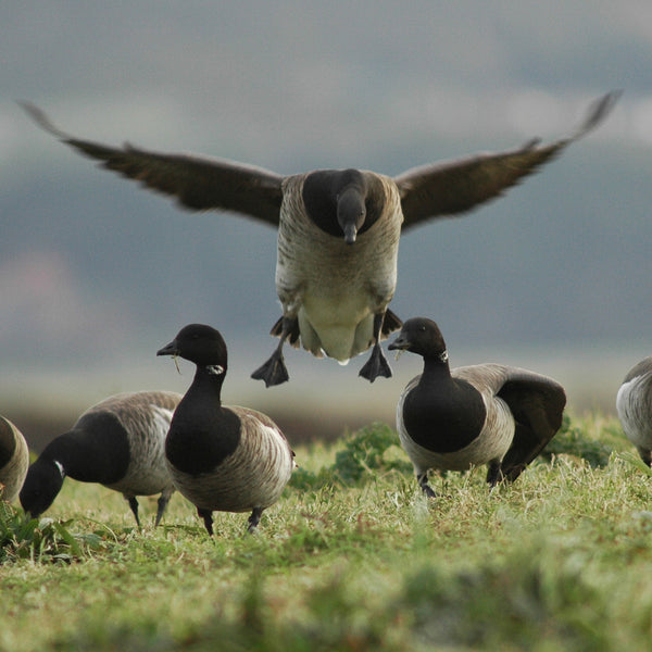 Geese at Castle Espie