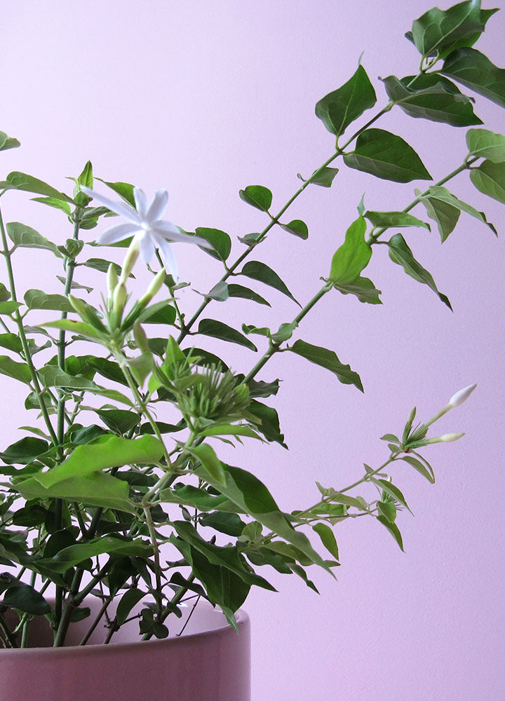 Jazmin Estrella (Trachelospermum Jasminoides) - Flörterra | Diseño Floral  Sostenible