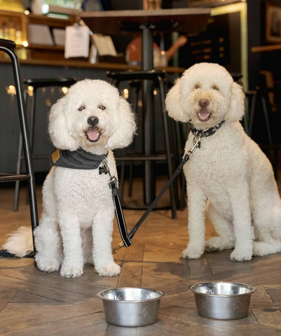 Two oodles at a dog friendly pub in Sydney