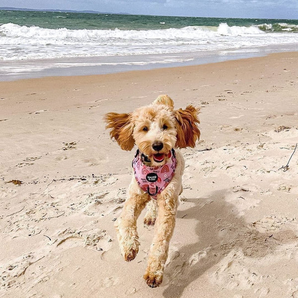 Cavoodle running on beach