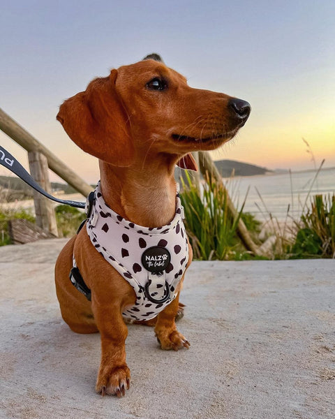 Dog on pavement near beach