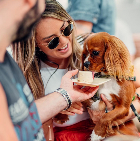 Dog enjoying four legged menu at a dog friendly pub