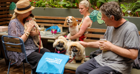 Dogs at Sydney dog friendly pub