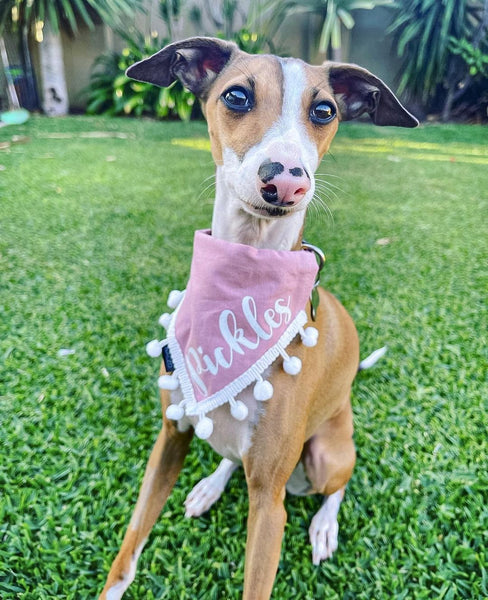 Dog playing in clean backyard