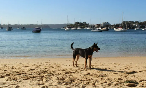 Kutti Beach - Dog Friendly Beach in Sydney