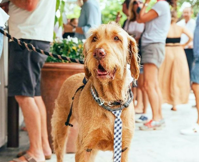 Dog at Dog Friendly Pub in Newport