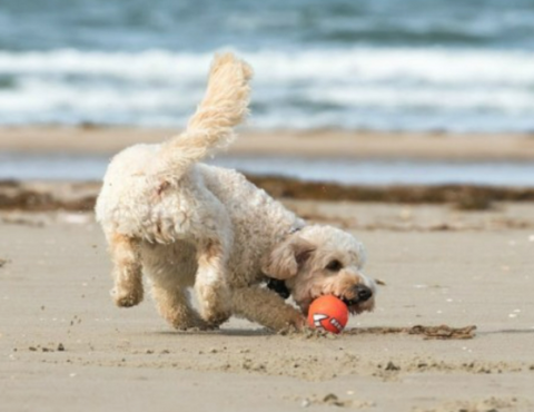 Rose Bay Beach - Dog Friendly Beach In Sydney