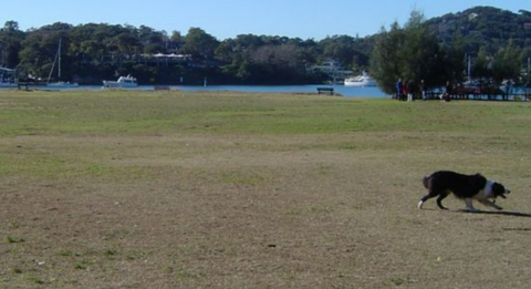 Rowland Reserve Dog Friendly Beach in Sydney