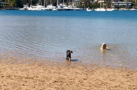 Rowland Reserve Dog Friendly Beach in Sydney