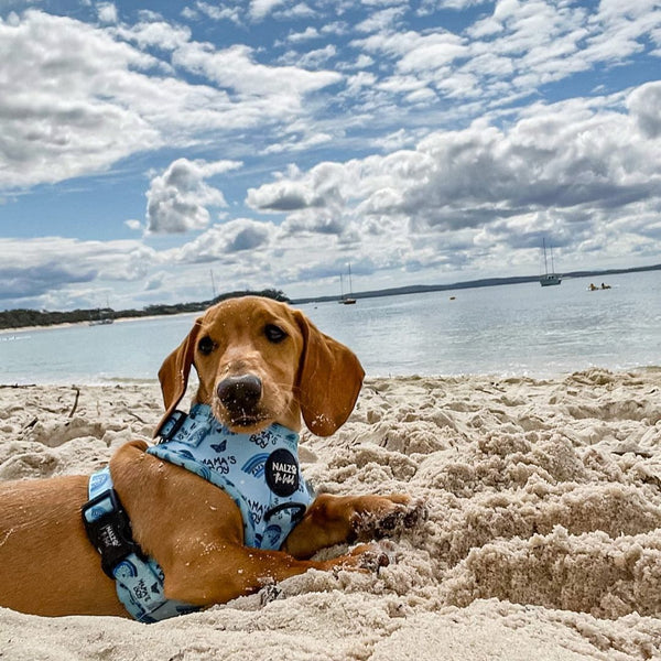 Sausage dog at the beach