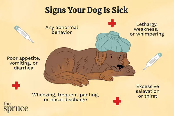 Signs of illness in dogs