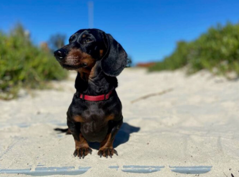 Silver Beach - Dog Friendly Beach In Sydney